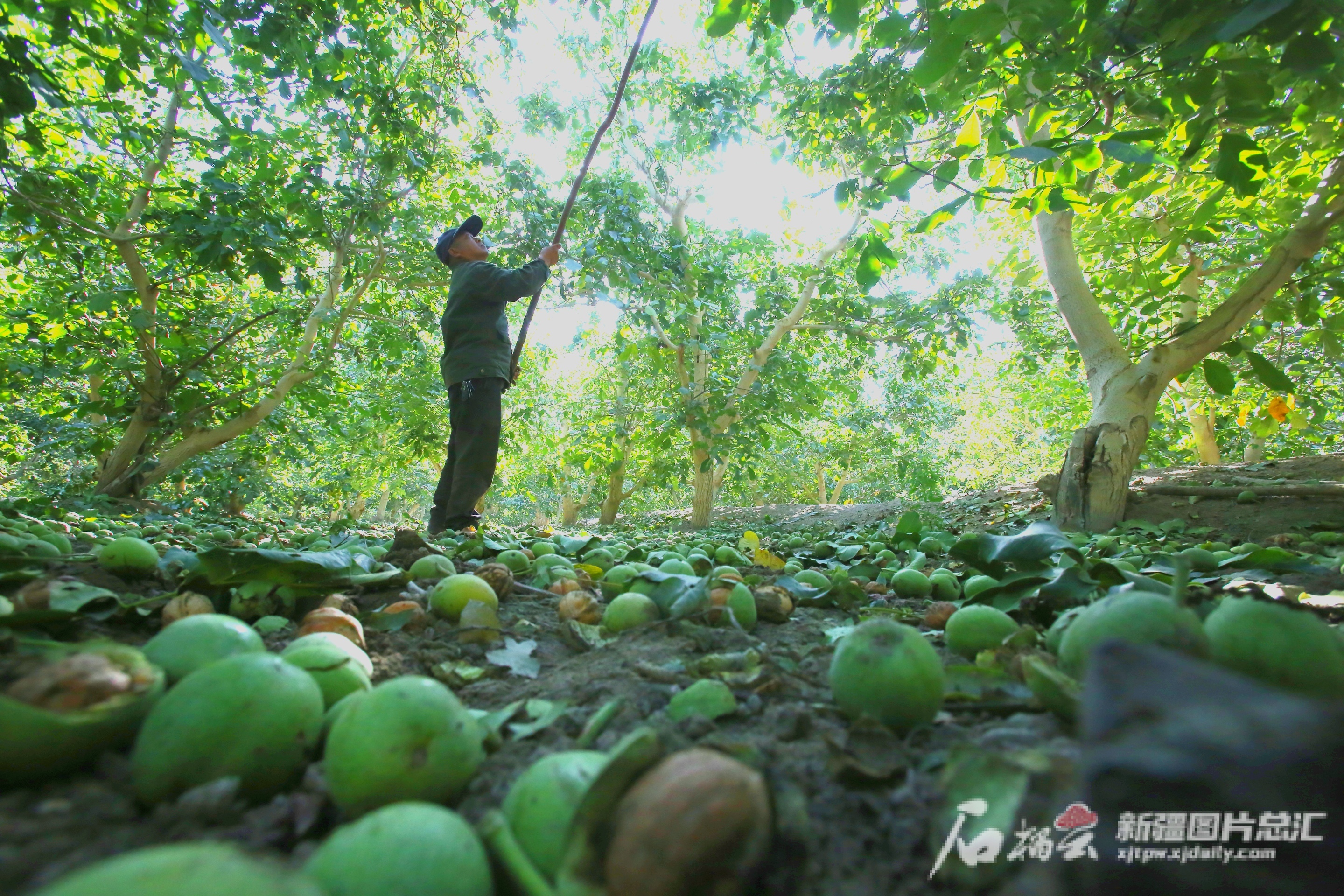 柯柯牙荒漠绿化工程——荒漠变绿洲的“生态奇迹”开云真人(图5)