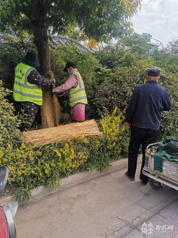 “牢记嘱托 真旺五年”丨城市绿化精细化管理 市民尽享绿色生态福祉(图5)