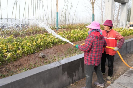 济宁市微山县傅村街道开展富源路春季绿化提升工程(图3)