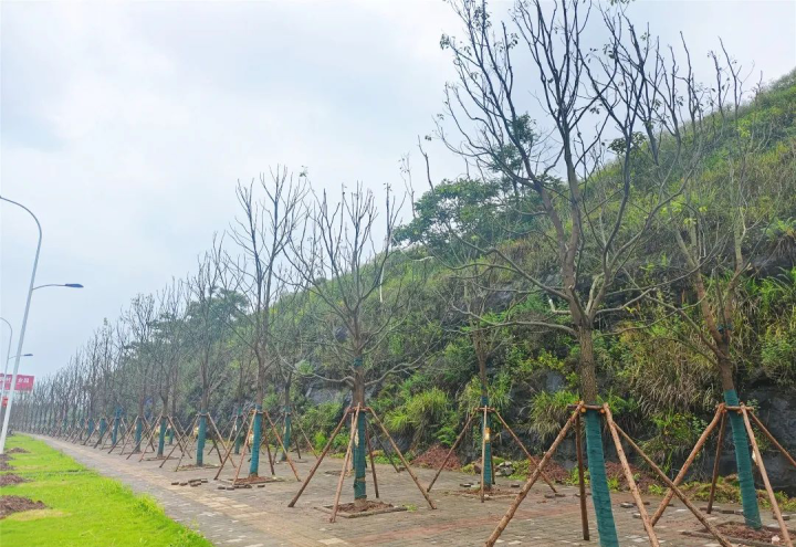 植绿增绿！希尔安及南互通市政道路提质项目绿化工程完工(图1)