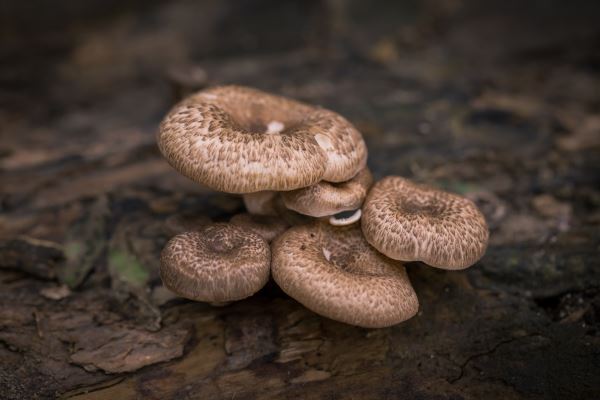 荒山绿化网(林业上的六大工程有何意义啊)(图1)