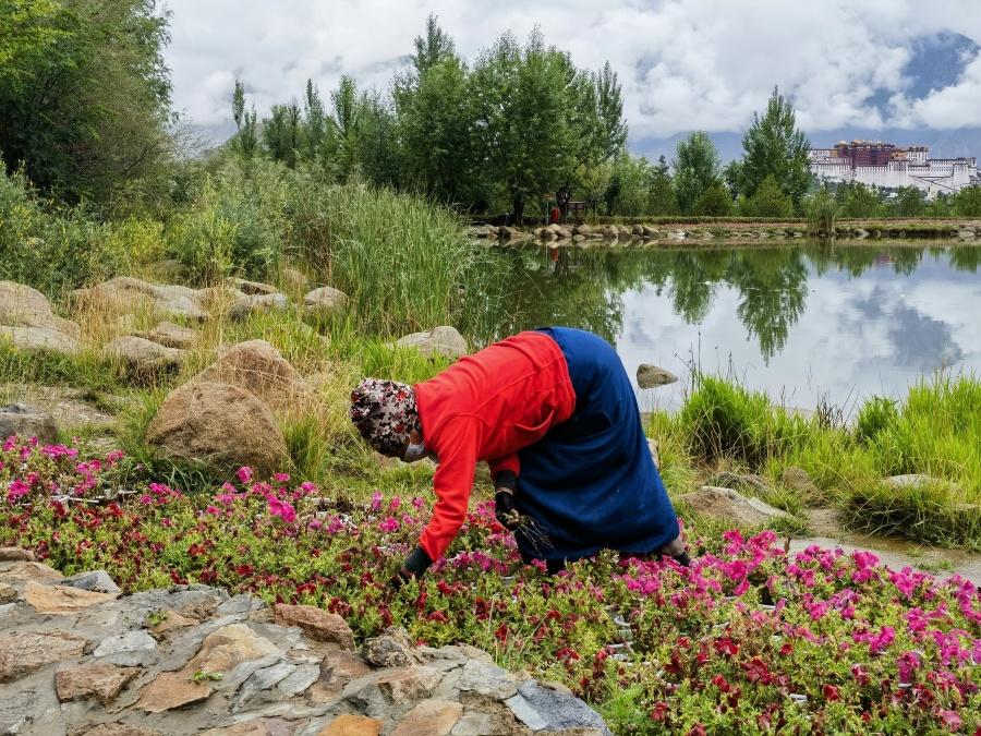 南北山绿化工程：绿动高原绘就生态新画卷(图4)